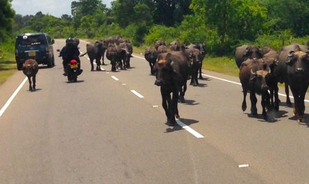 a herd of water buffalo walks down a rural street