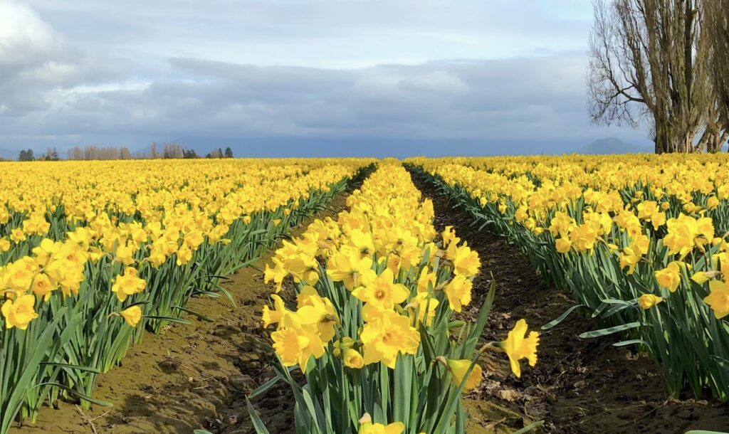 rows of yellow tulips in a field