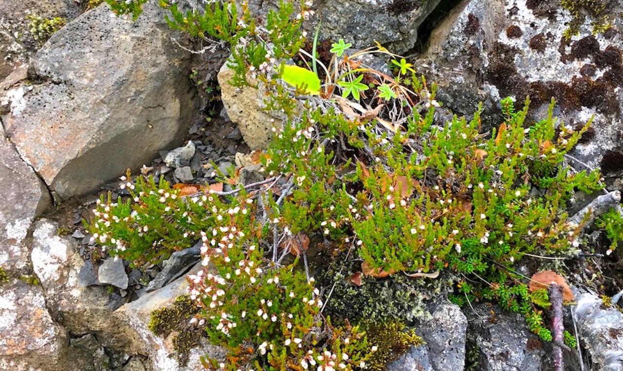 heather and lichen growing out of stones
