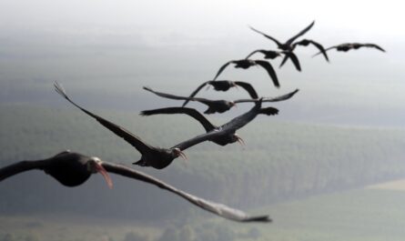a flock of ten Northern bald ibises flying in formation