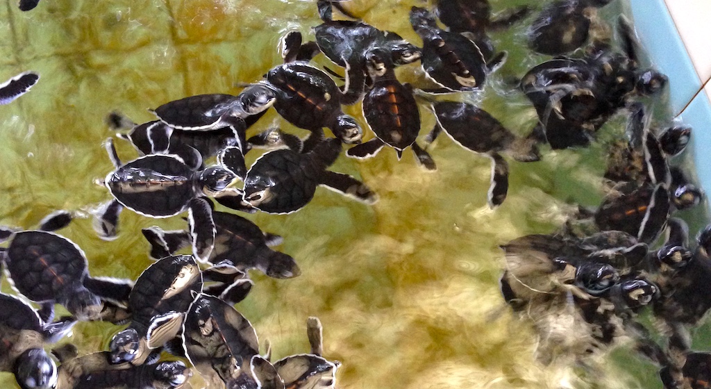 baby sea turtles swim in a tank of water