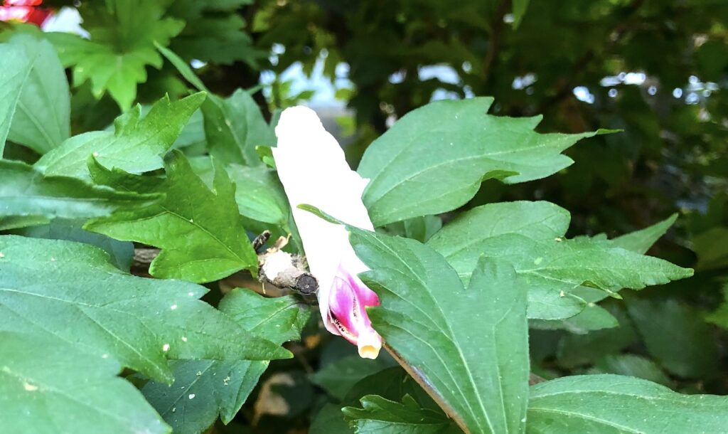 the wilting remains of a white flower with a magenta center set against green leaves