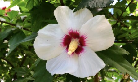 a white flower with magenta at its center set against green leaves