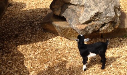 a baby goat looking up at a rock