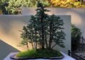 a bonsai forest planted on a table with a larger forest behind it