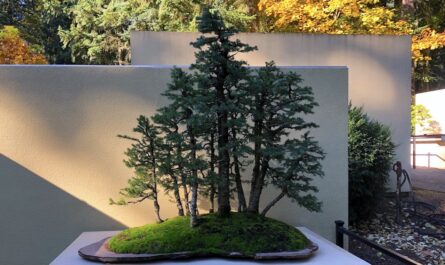 a bonsai forest planted on a table with a larger forest behind it
