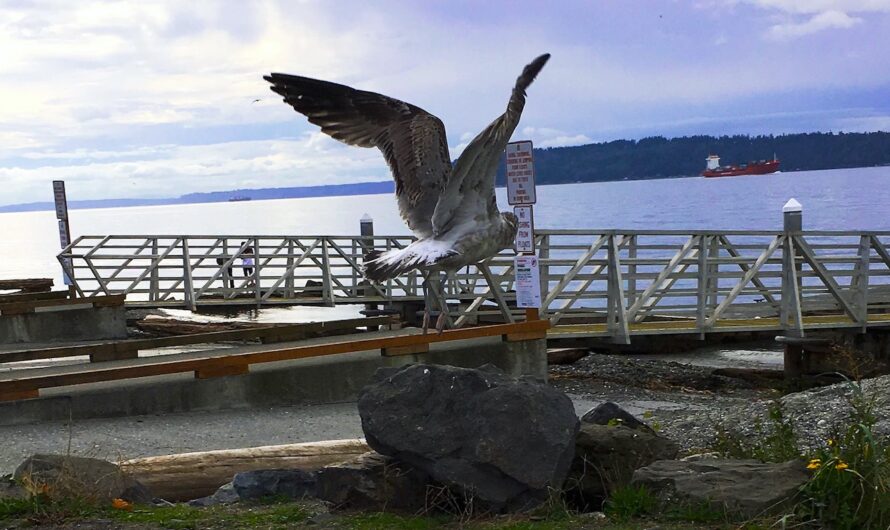 a big bird takes off from a rock near the water