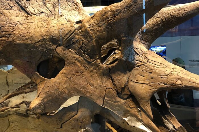 a closeup view of a triceratops skeleton