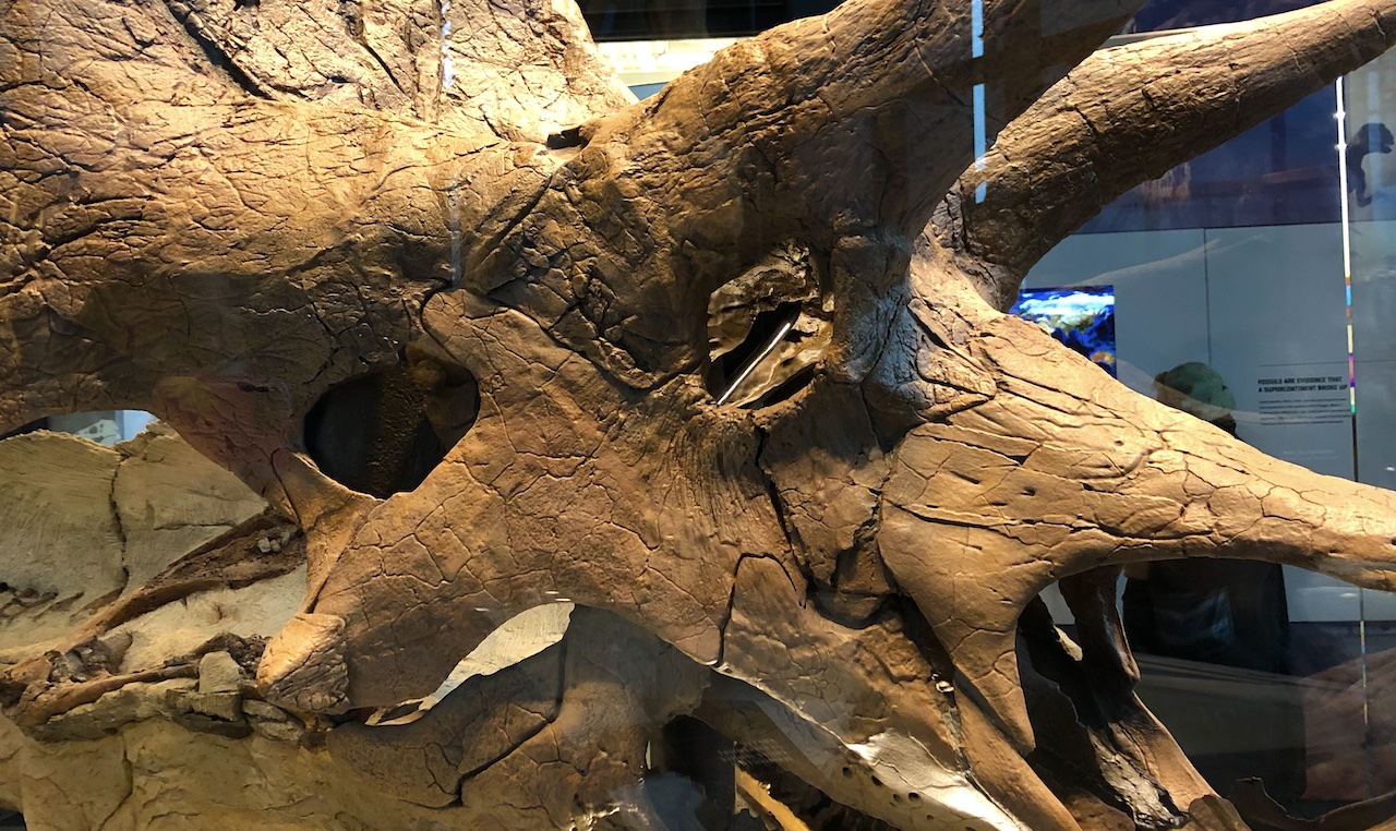 a closeup view of a triceratops skeleton