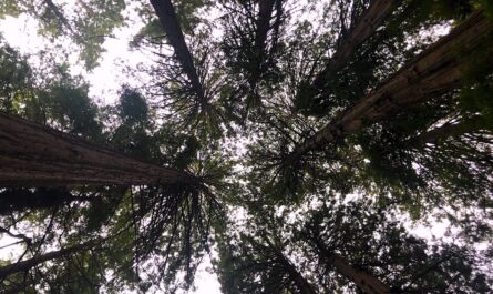 looking up towards the sky in a forest of redwoods