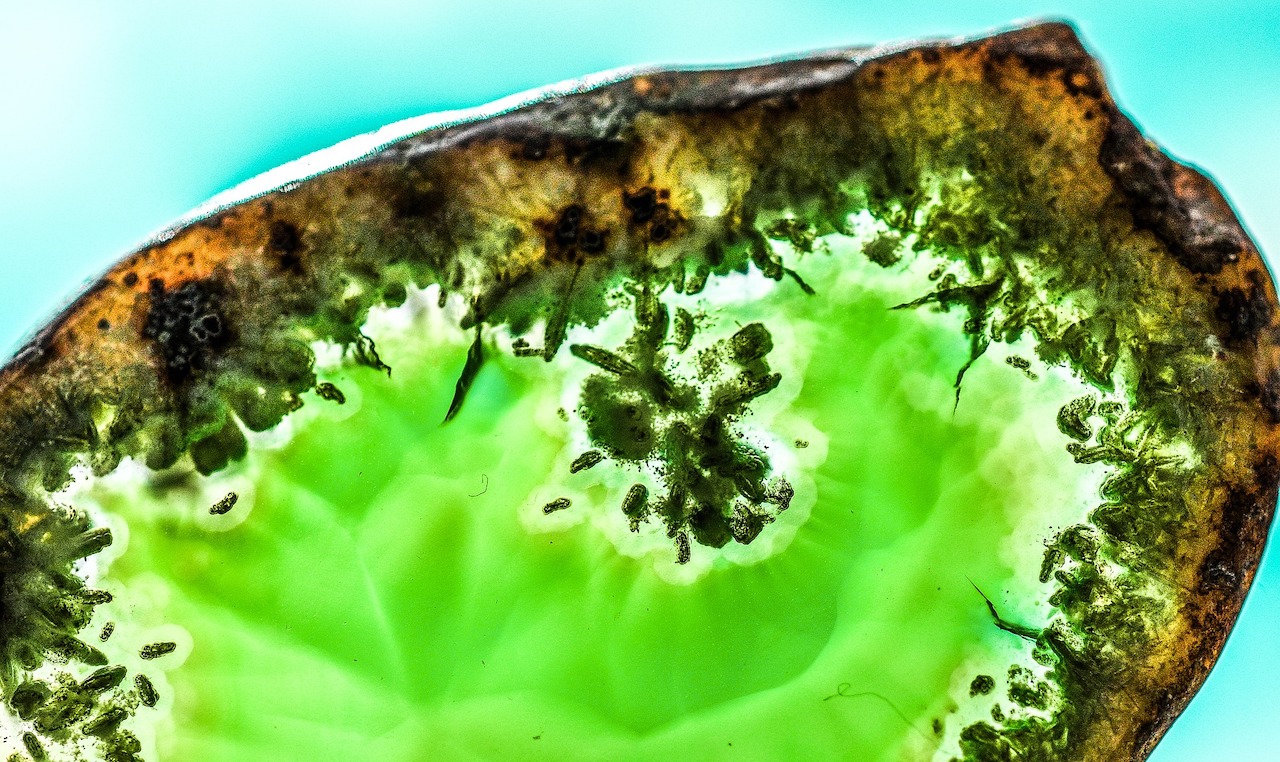 illuminated closeup of a green dendritic agate slab