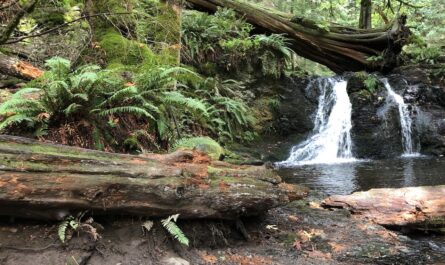 a forest in the pacific northwest with a small waterfall