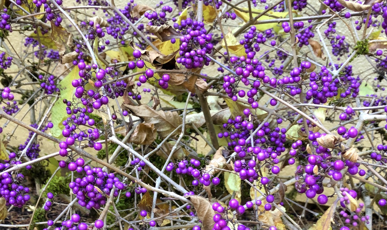 a bush with dropped leaves and vivid purple berries