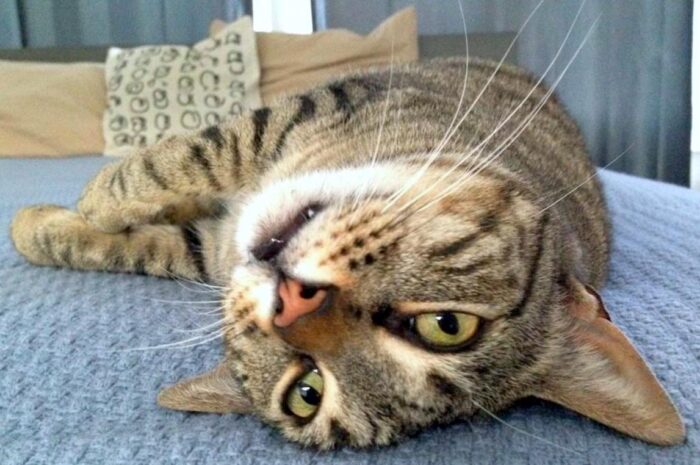 a brown tabby cat looking at the camera upside-down on a blue bed