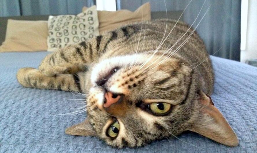 a brown tabby cat looking at the camera upside-down on a blue bed