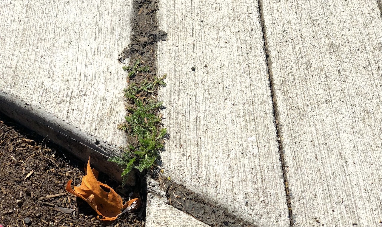 small plants growing out of a sideway