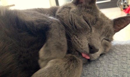 Pete the cat sleeping peacefully with his tongue out