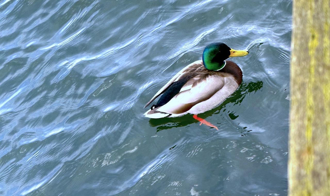 a mallard duck floats in the water