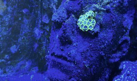 a bust of a man's face underwater with a spot or two of glowing lichen