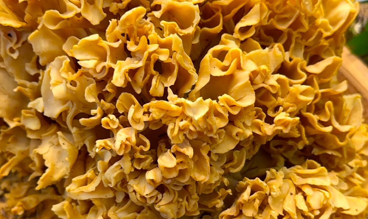 close-up of the clumped and folded cauliflower mushroom