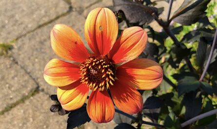 close-up of an orange and red dahlia flower with a brown stone flooring and green leaves behind it