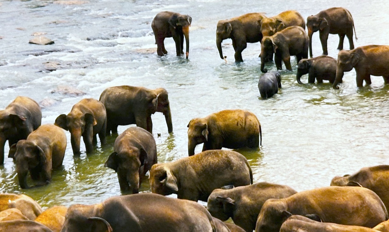 a herd of elephants walking through shallow water in Sri Lanka.