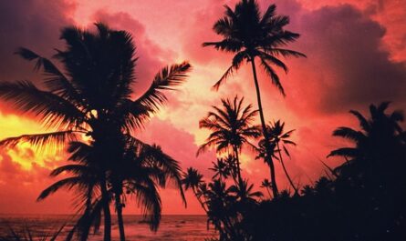 palm trees in silhouette against a reddish-orange sky