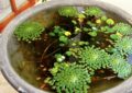 water plants floating in a large clay pot filled with clear water