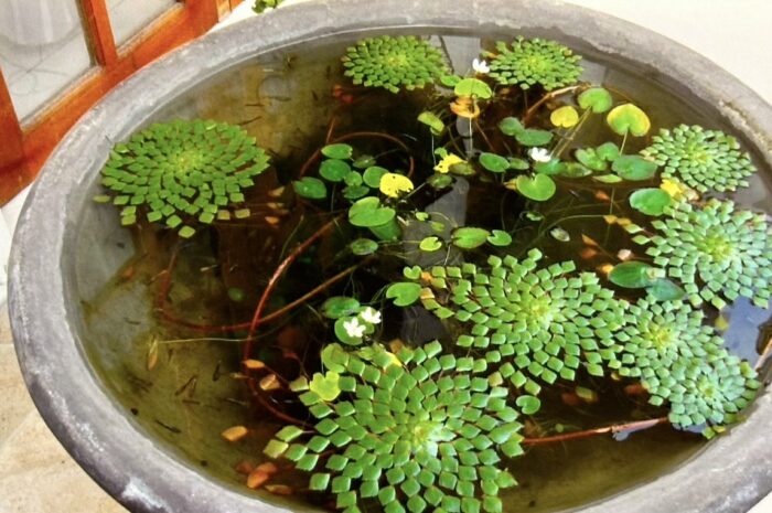 water plants floating in a large clay pot filled with clear water