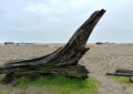 a tree stump on the beach surrounded by grass