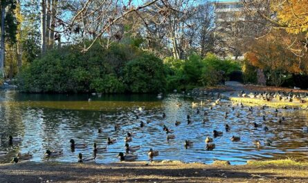 a bunch of ducks on a small pond in a park