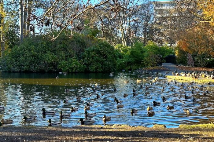 a bunch of ducks on a small pond in a park