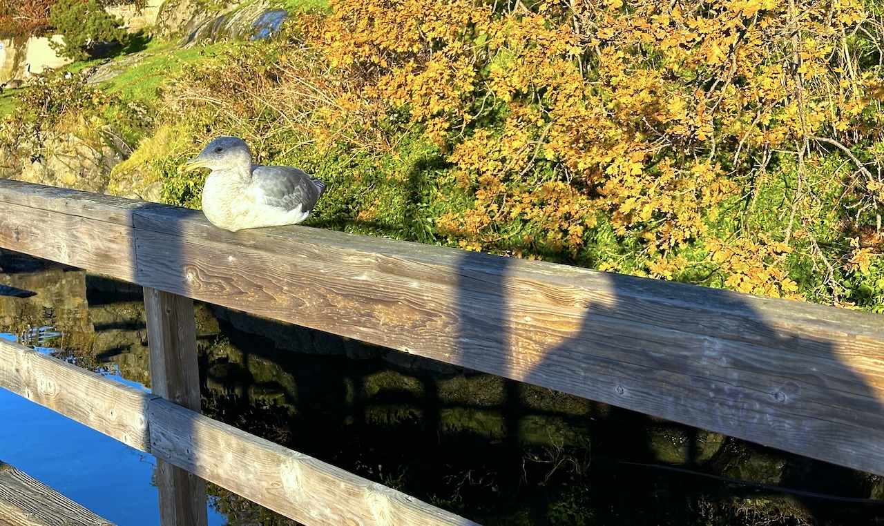 a seabird resting on a fence