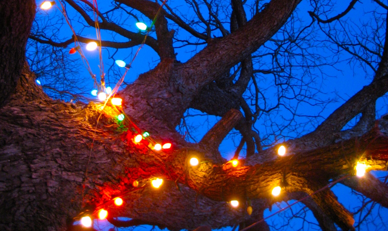 colorful string lights winding around a leafless tree at dusk